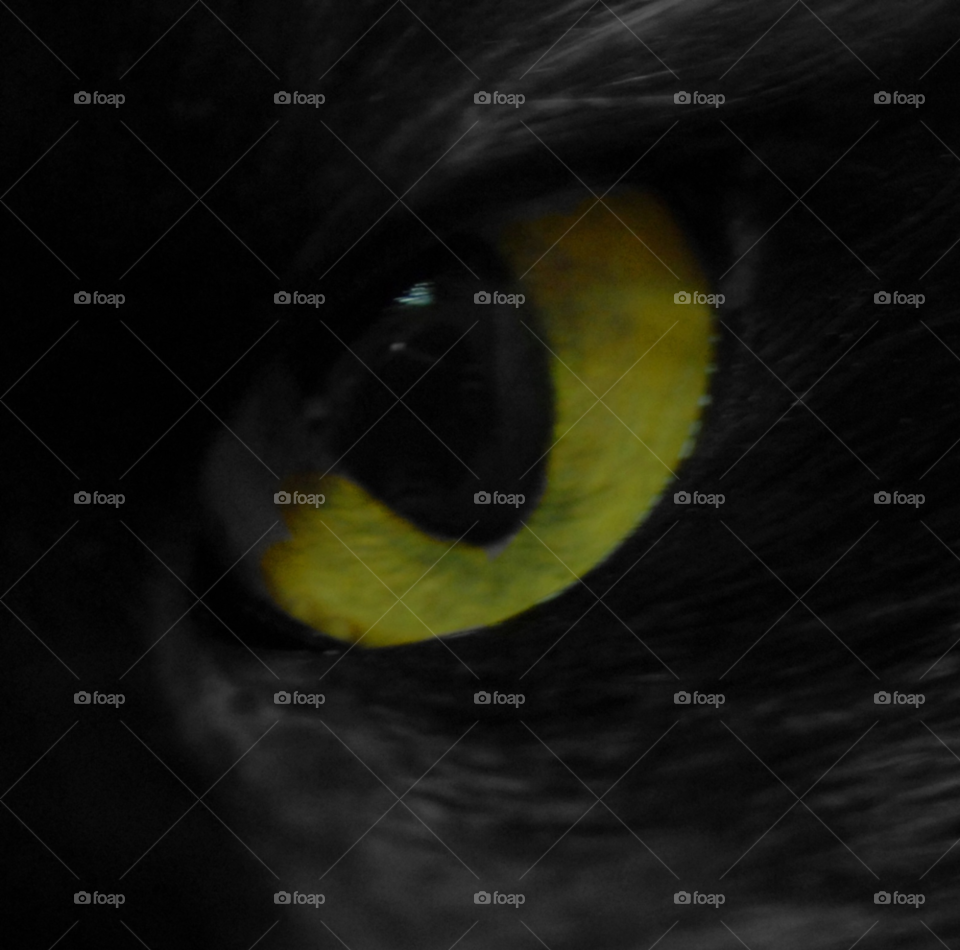 yellow black cat eye by lightanddrawing