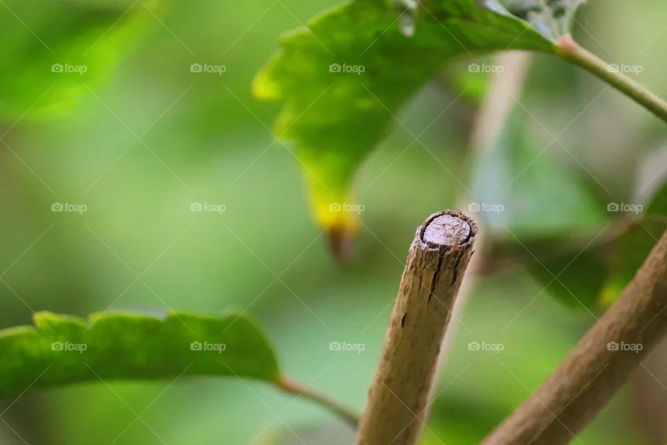 plant