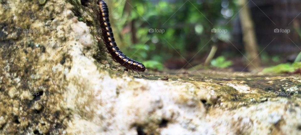 worm millipedes