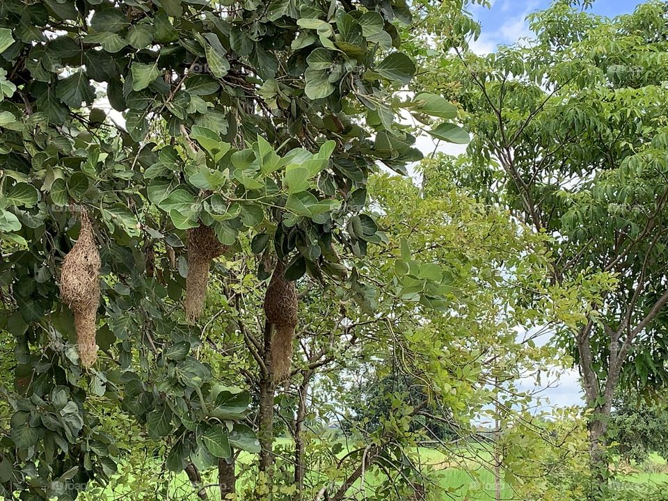 The stories of the nature, Countryside (Thailand)