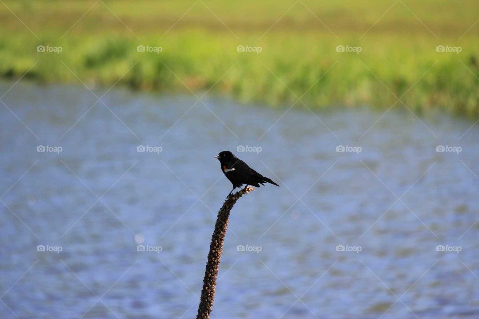 Blackbird on branch