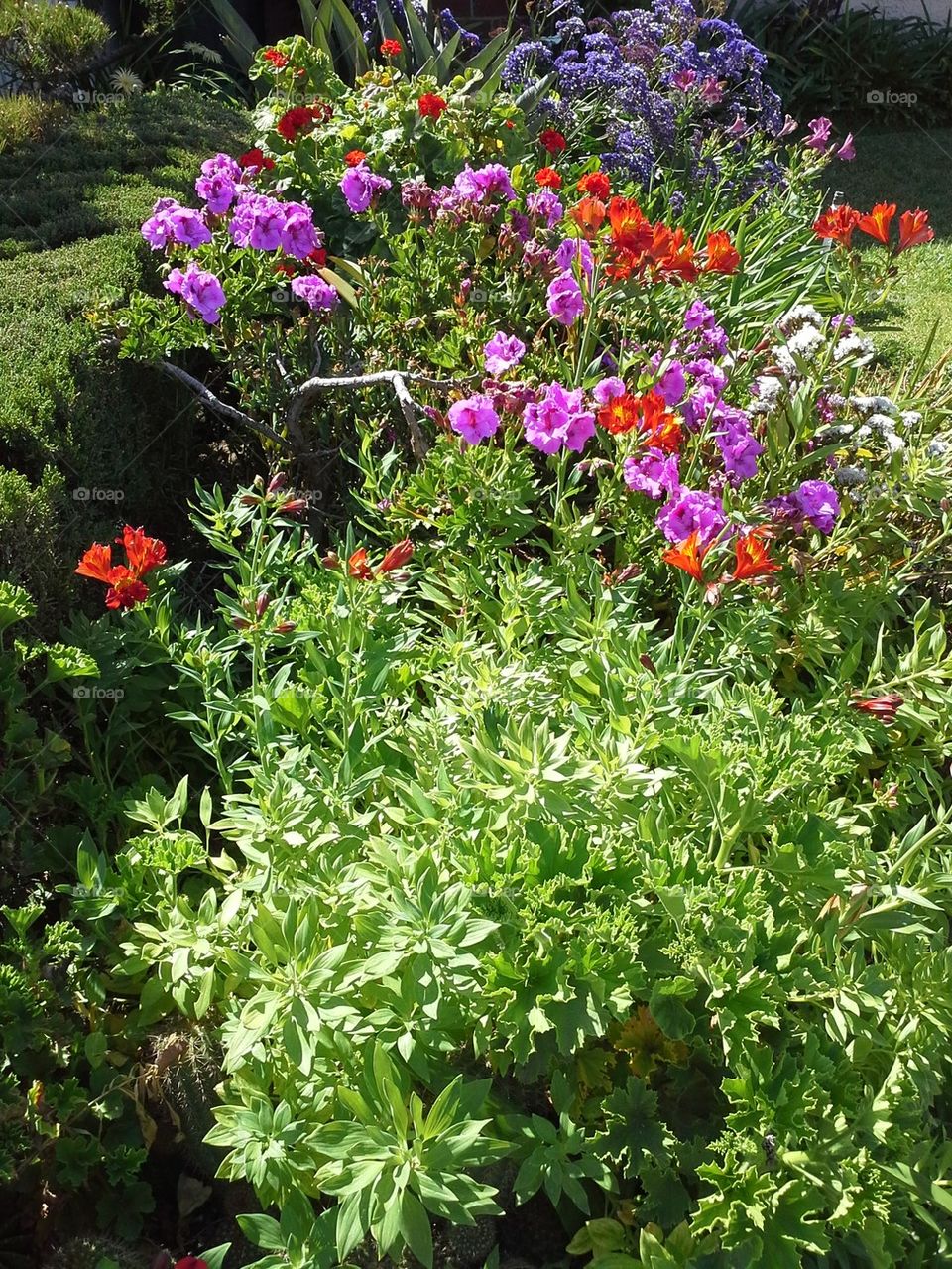 Spring Flowers