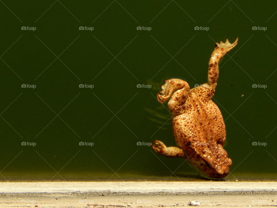 Brown fat frog swimming in the water