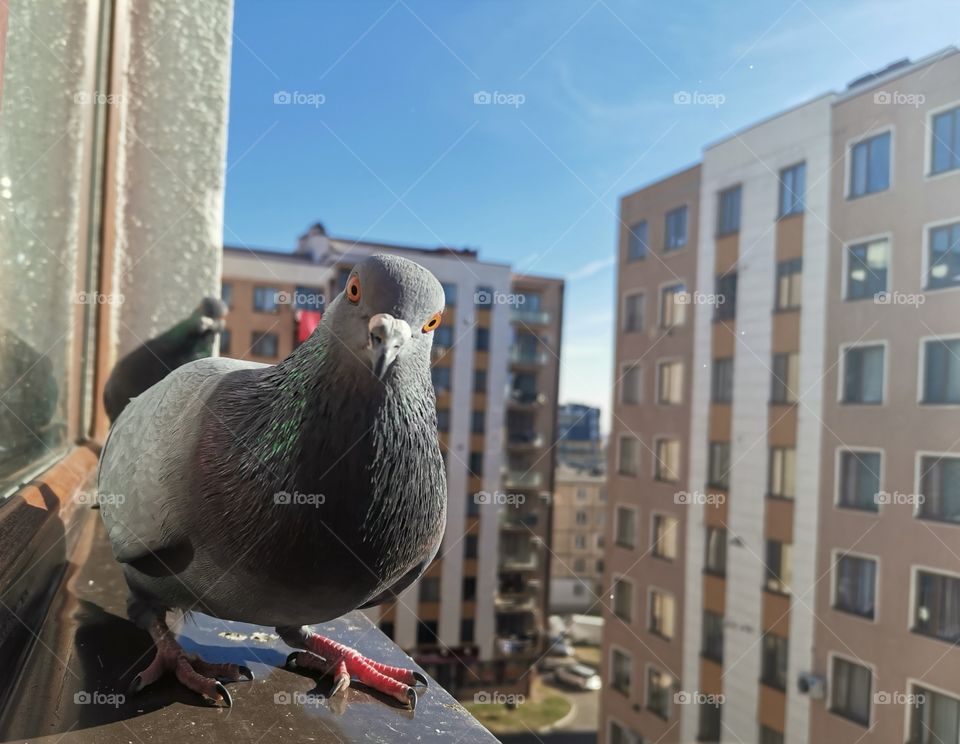 My friend pigeon - Patrick. He comes at my window everyday, eats and than files away. He even brought his wife one day. 😁❤️