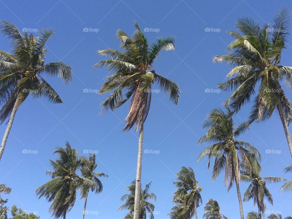 the native coconut tree