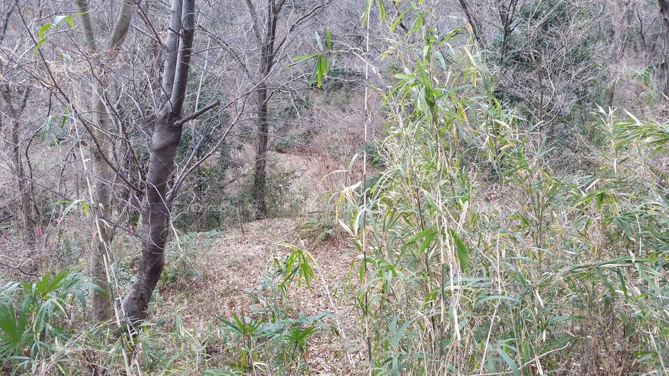 A forest and dead leaf