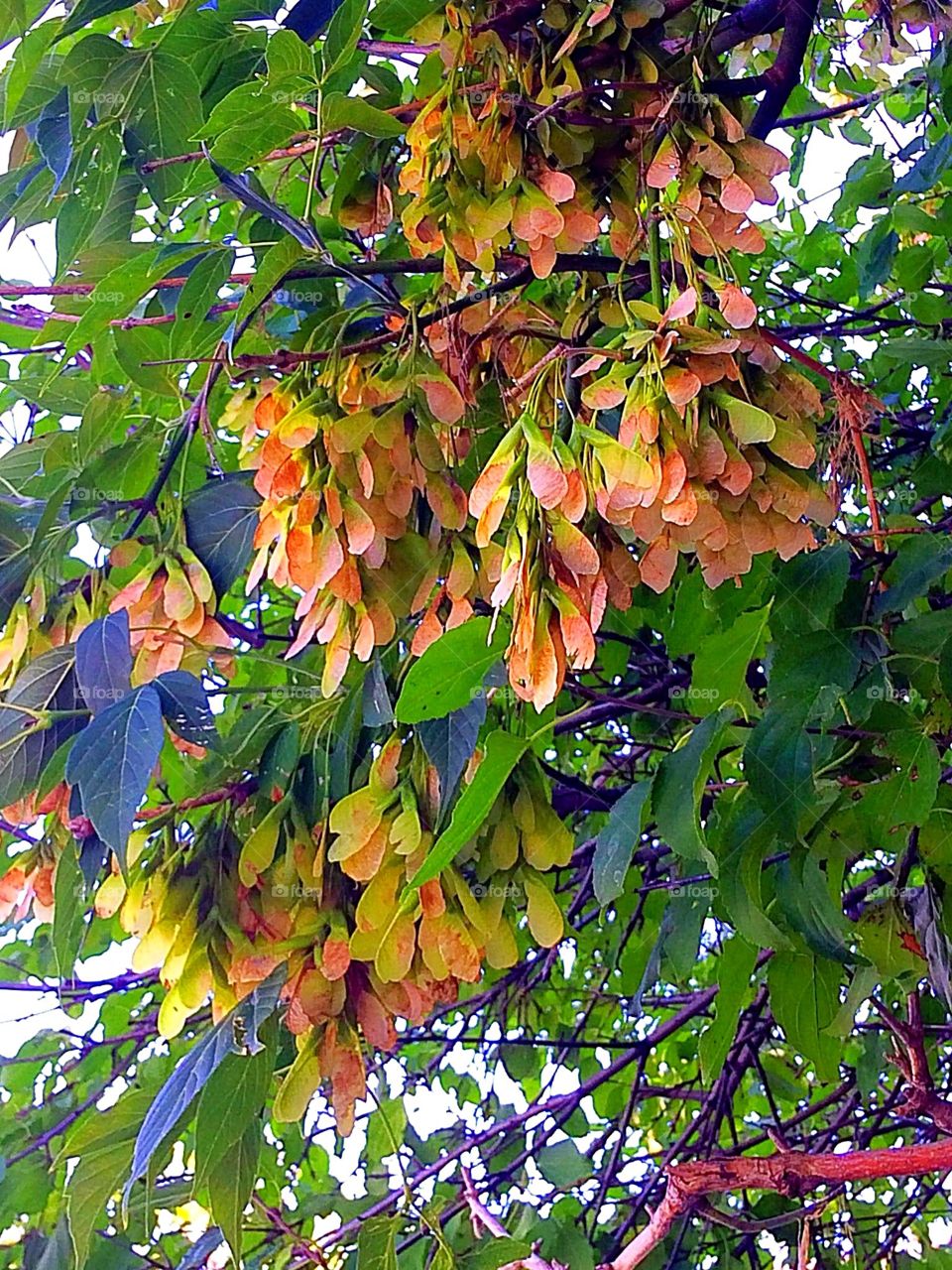 Clusters of helicopter seed pods 