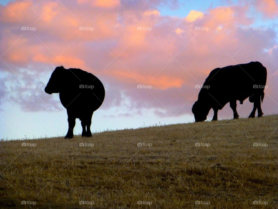 Cows at dusk
