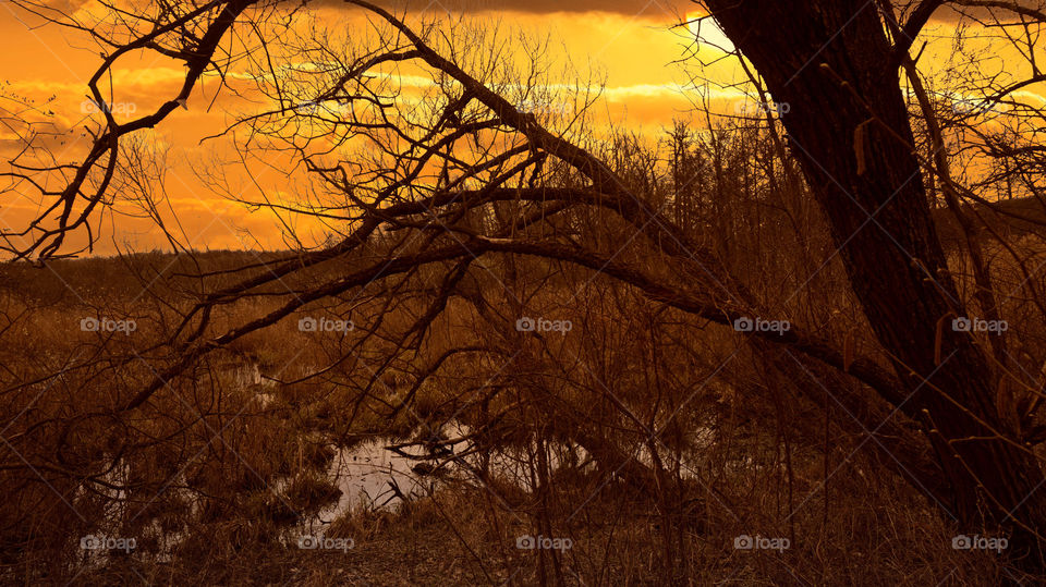 View of trees during sunset