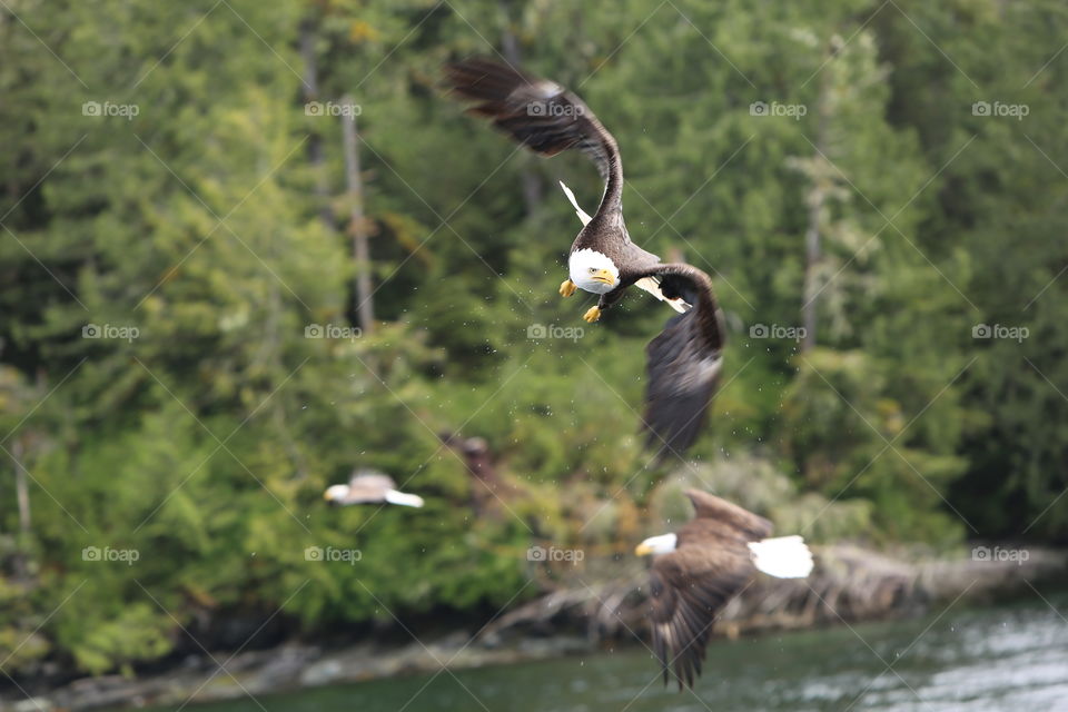 Ketchikan Alaska Bald Eagle