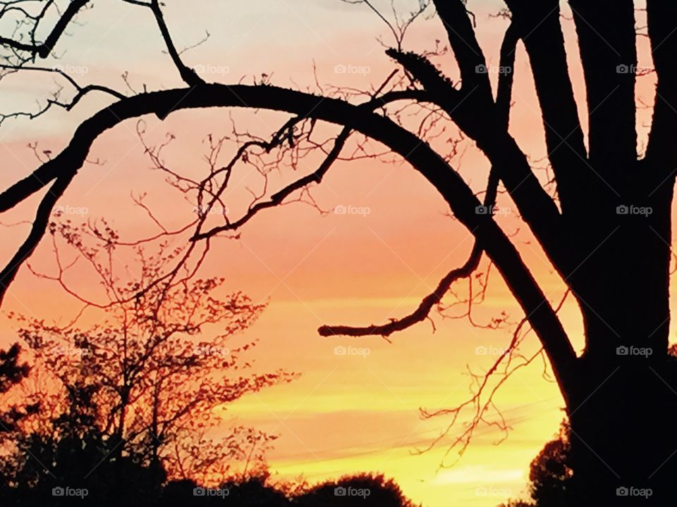 Orange yellow  sunset sky after a horrendous tornado earlier in the day with a tree sillohetted against the sky.