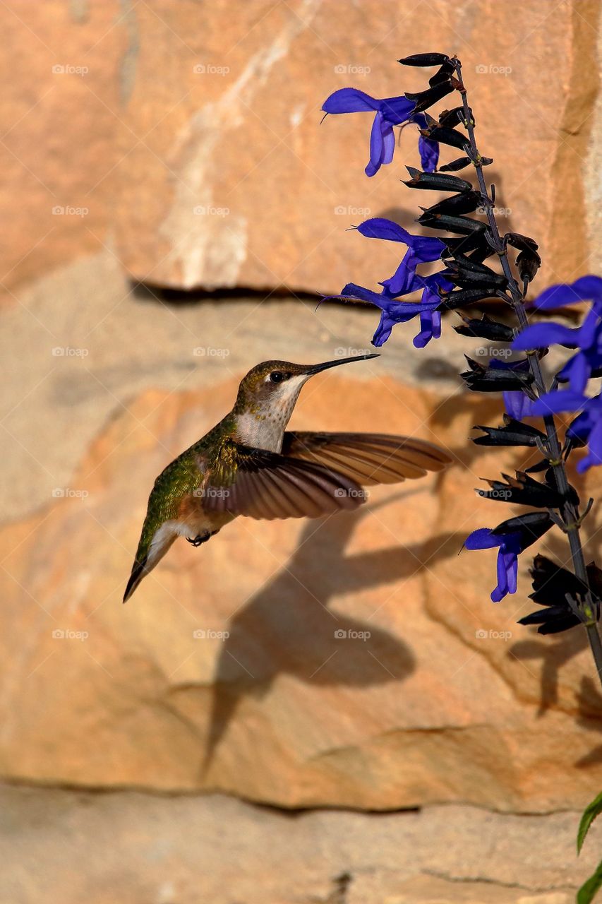 hummingbird feeding from black and blue salvia