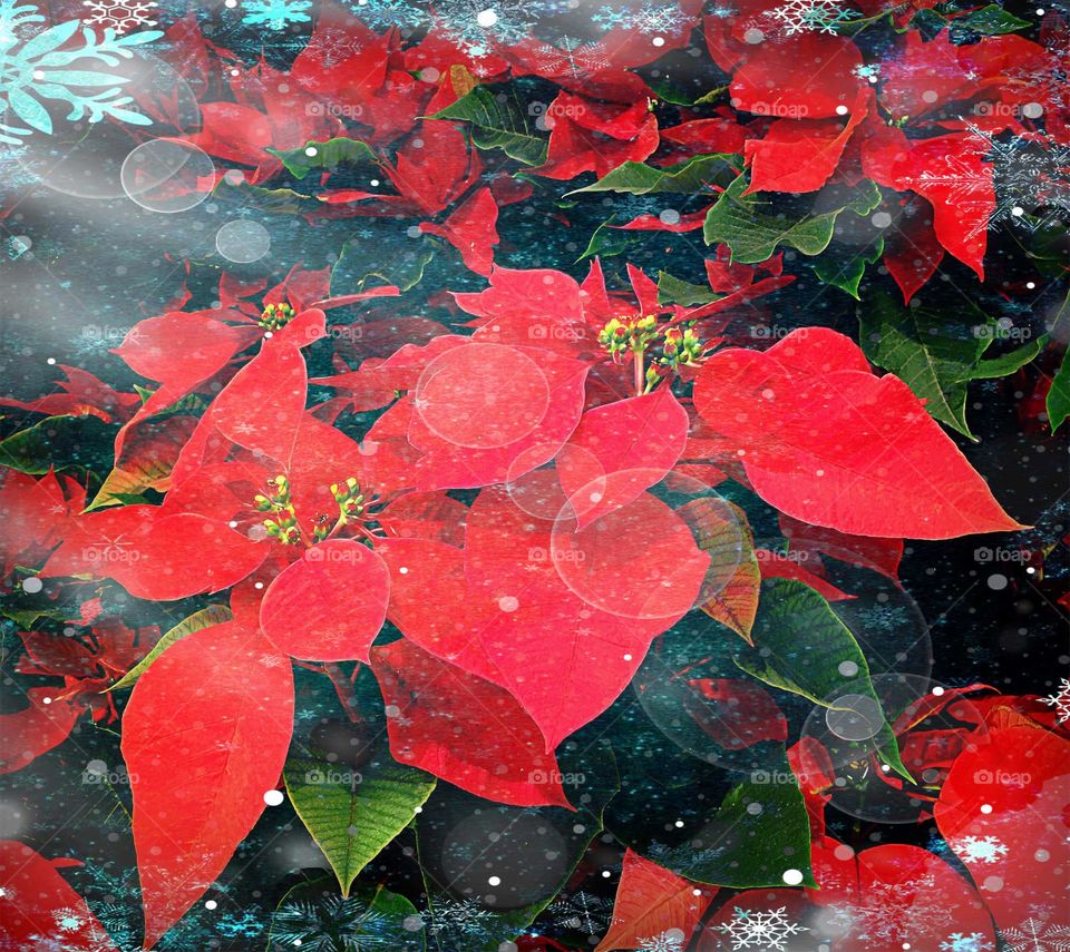 Poinsettia 
 