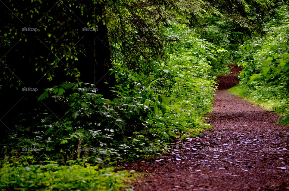 green tree trees leaves by refocusphoto