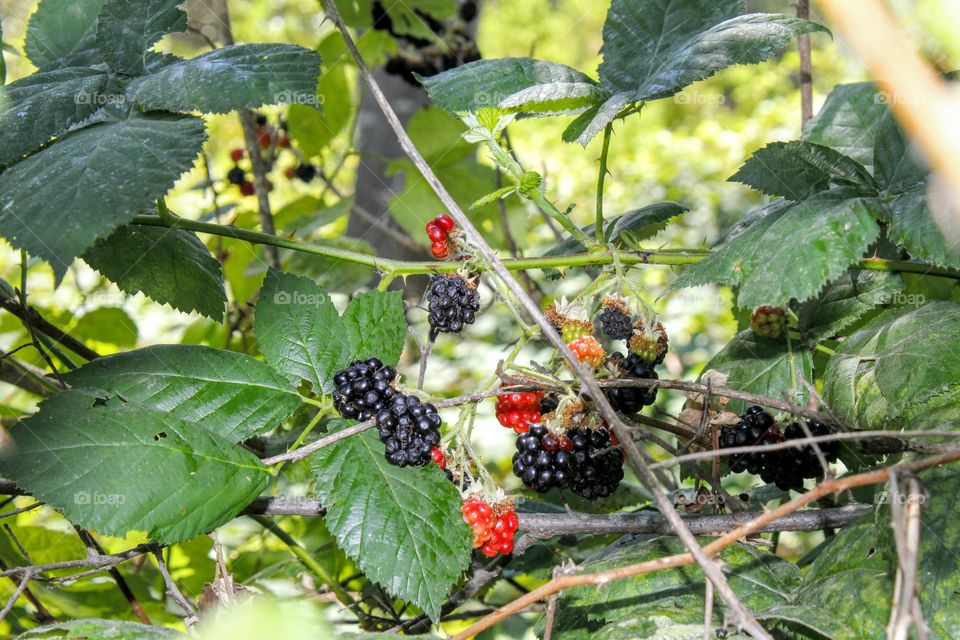 blackberries