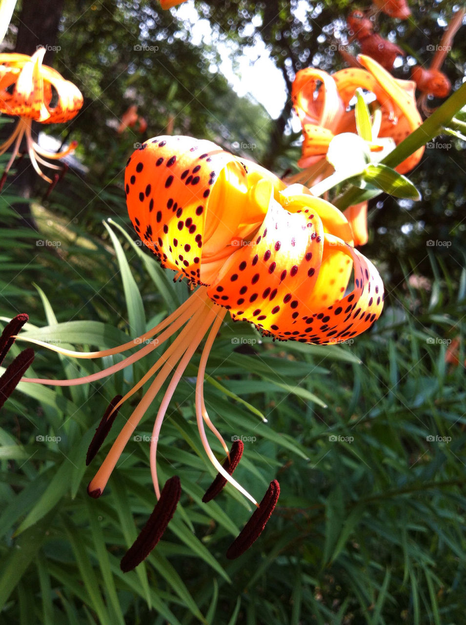 garden summer orange tiger by petite