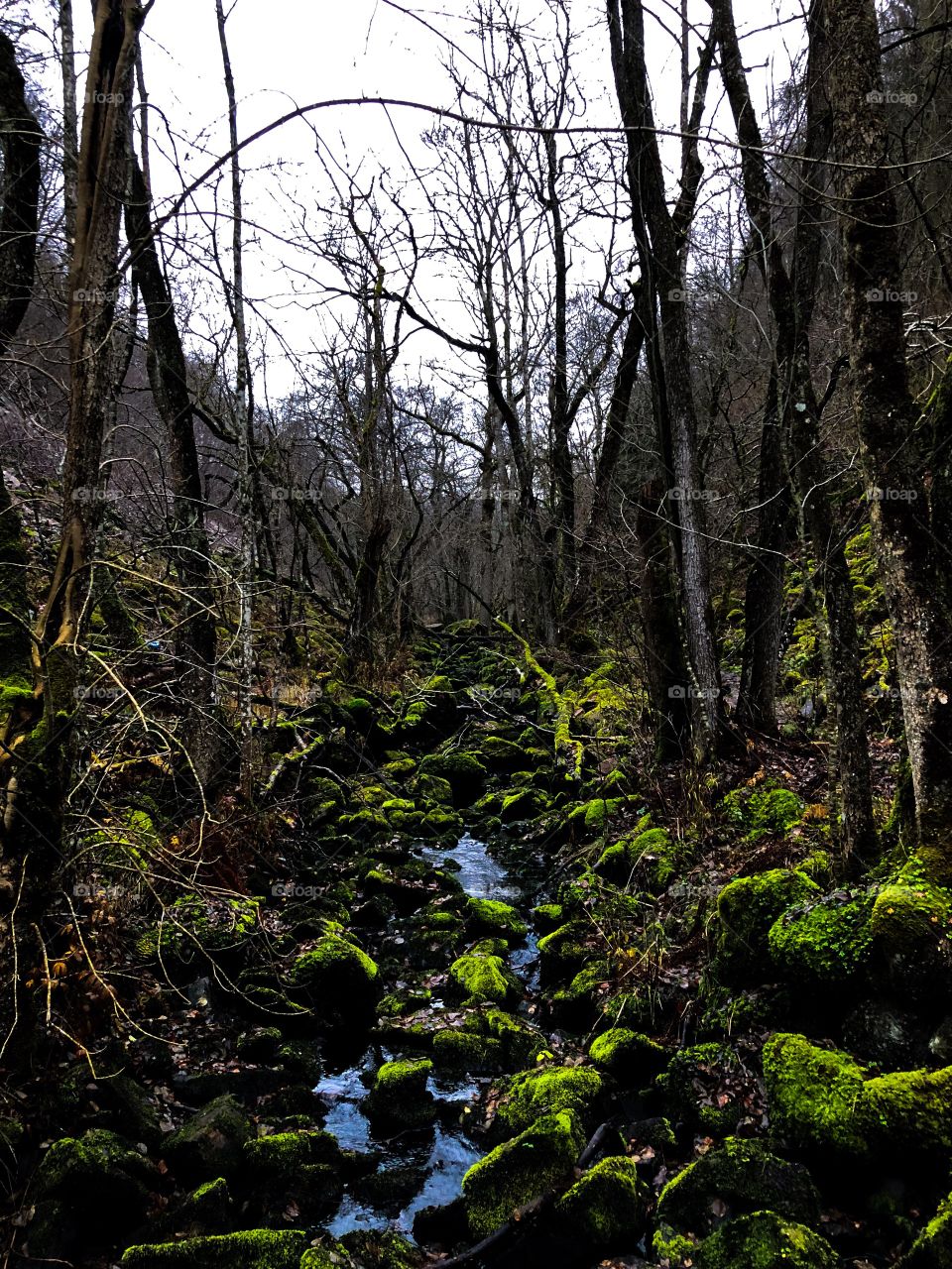 Söderåsen Nationalpark Sweden