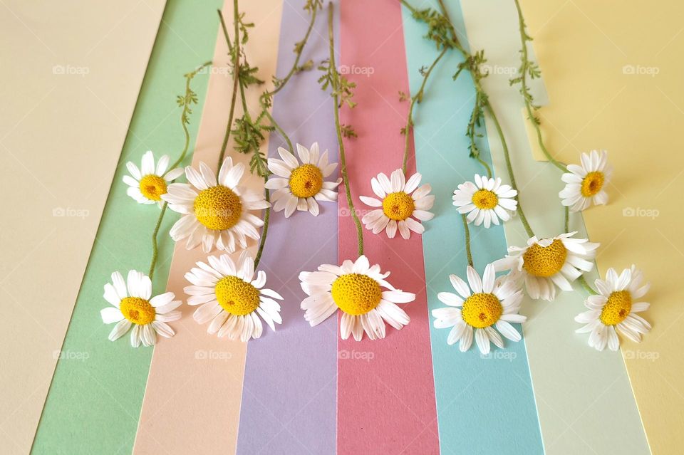 Daisies on the colorful papers