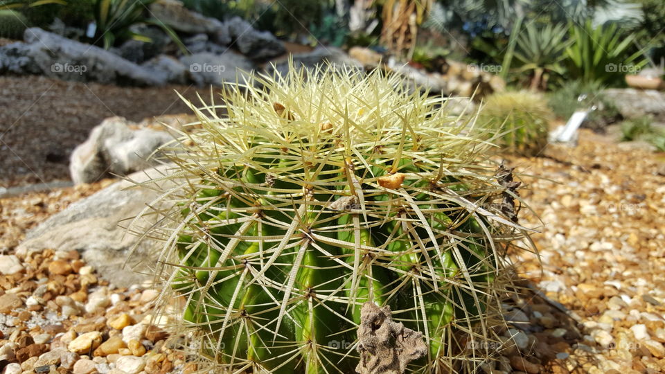 cactus