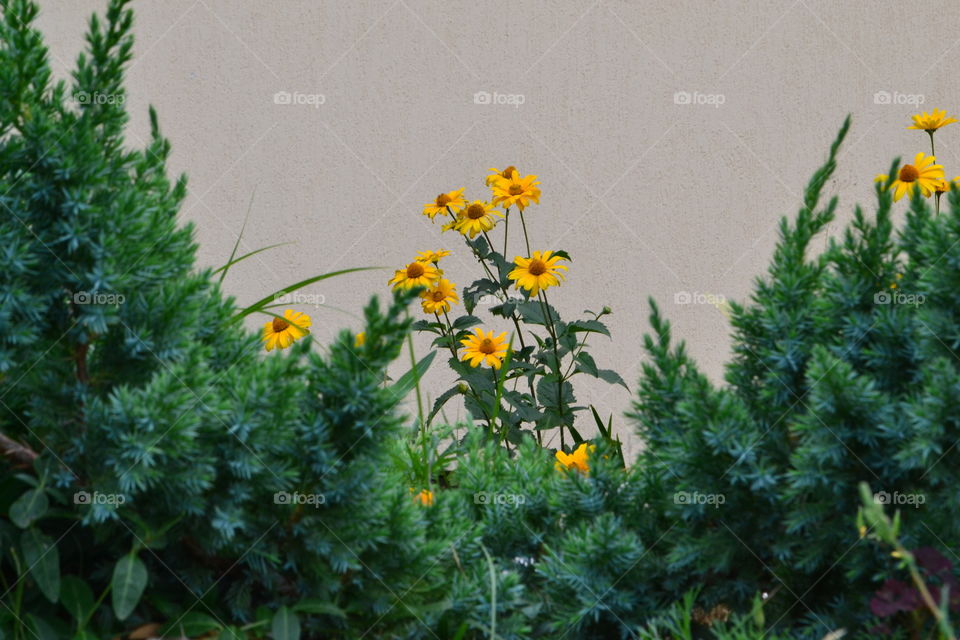 The Art Of composition