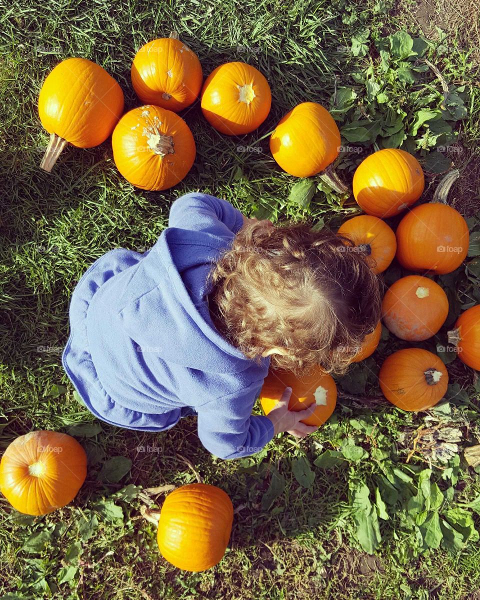 pumpkin festival