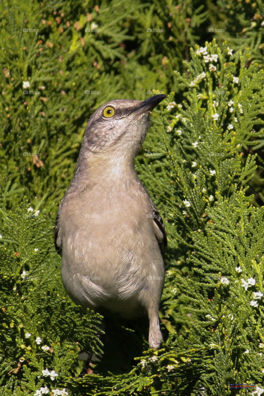 Florida Bird