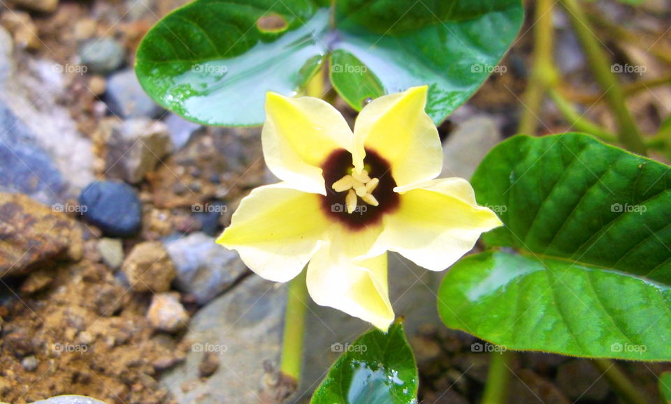 Flower on the edge of the road . . .