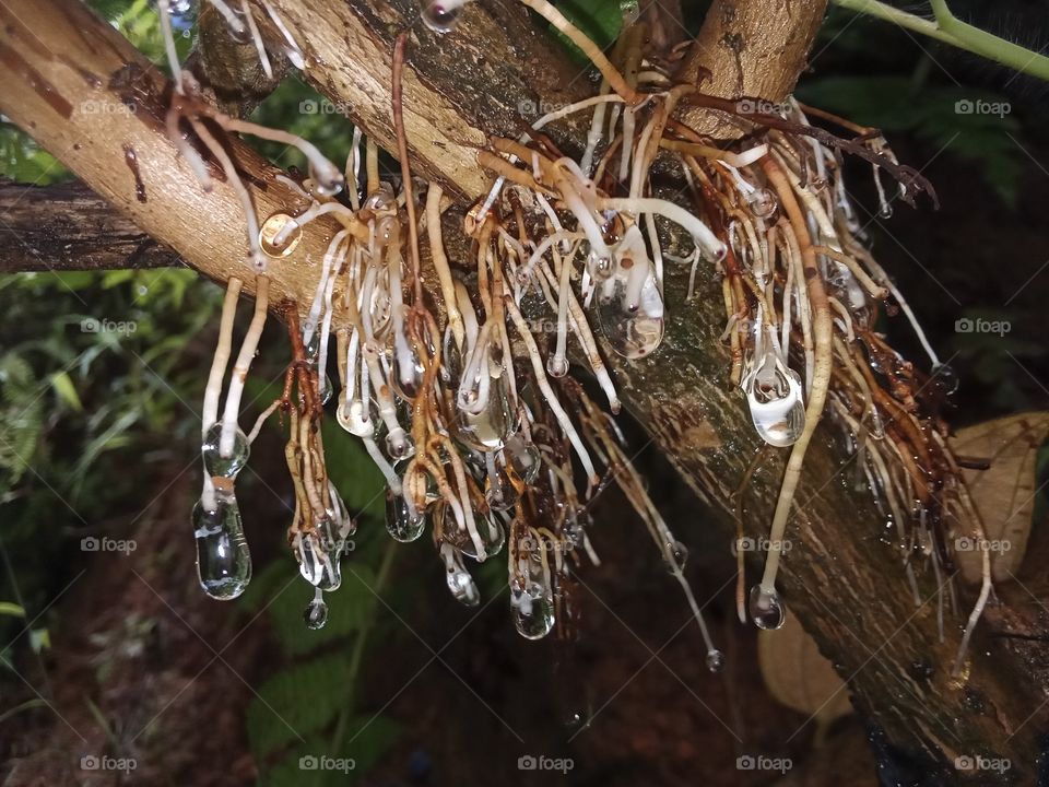 Roots with water drops