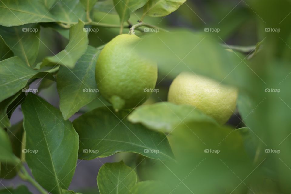 Lemon tree 
