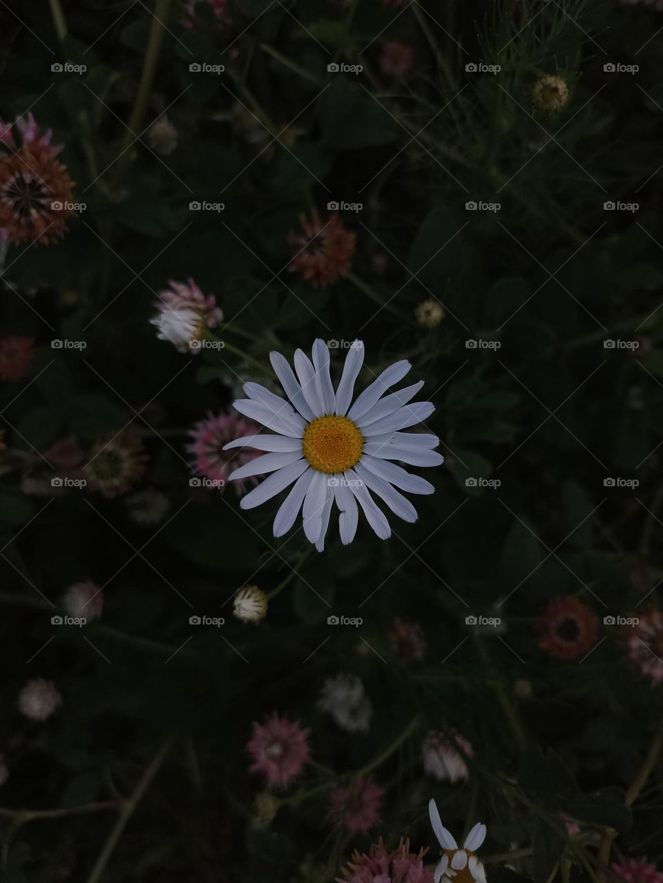 Lonely daisy
