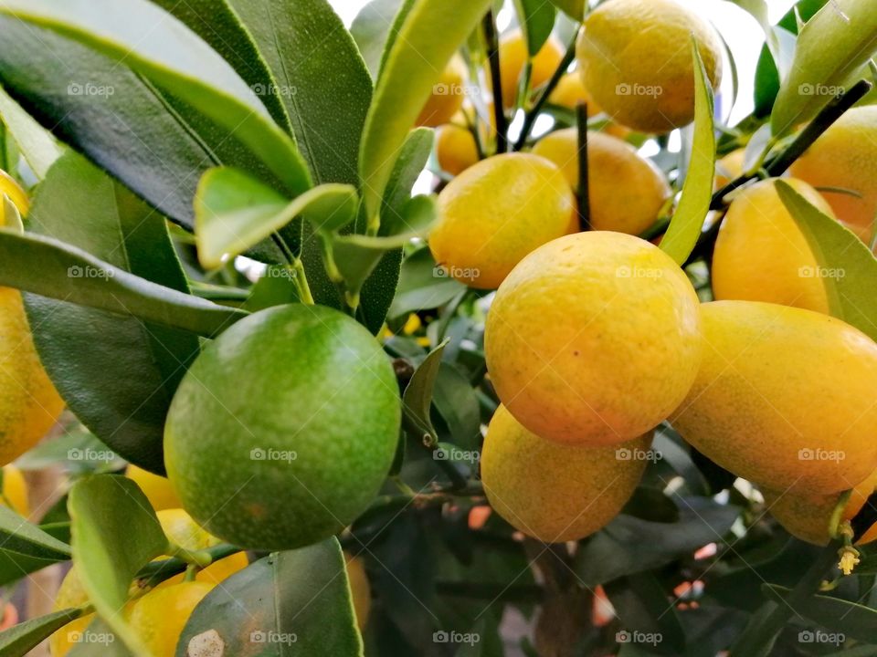 Citrus