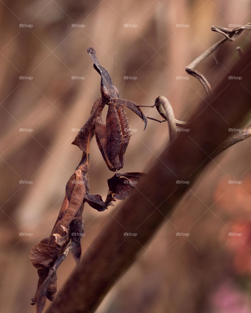pet on the walk on country house