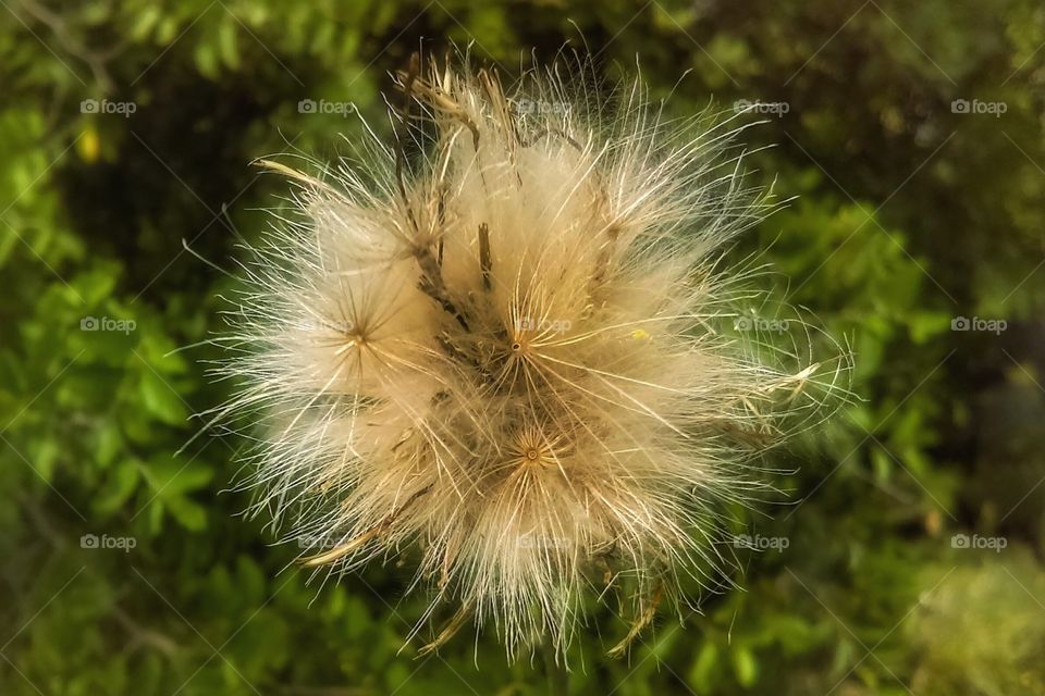 Wildflower ready to seed