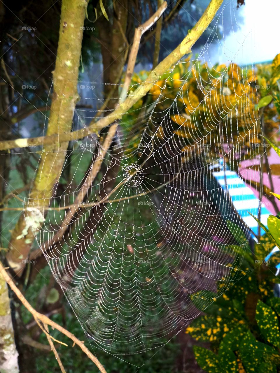 When spider webs unite, they can even tie up a Lion.