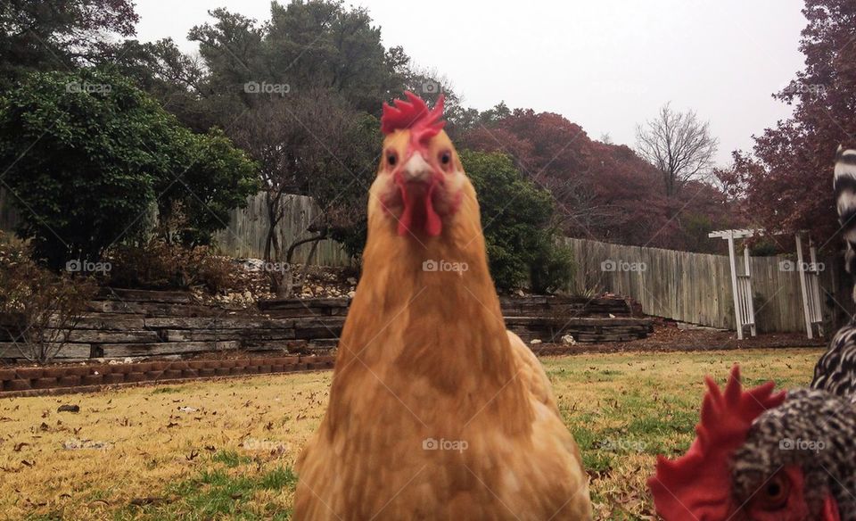 Chicken selfie 