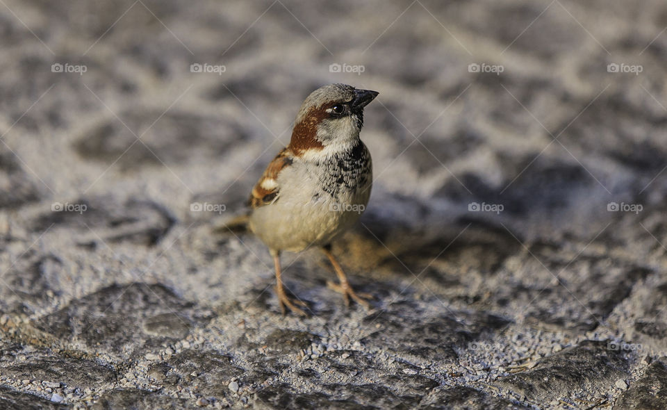 You looking at me?. Curious bird :)