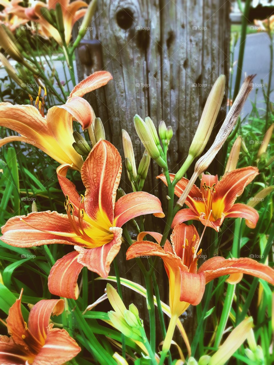 Lilies in front of a utility pole