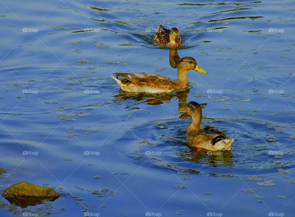 ducks