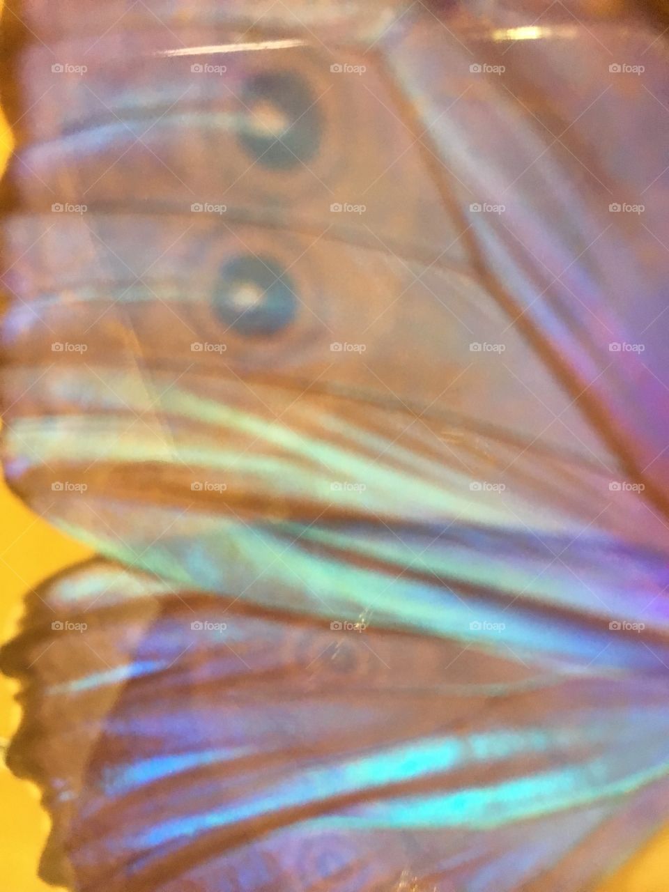 Lighter than a feather 