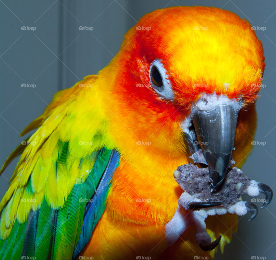 parrot