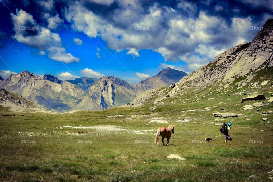 wild horse with dog and hiker in the swiss alps. 