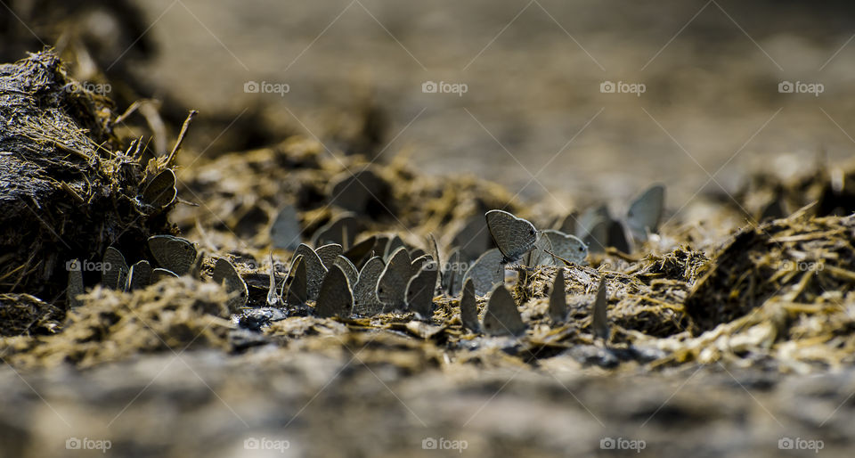 group of butterfly