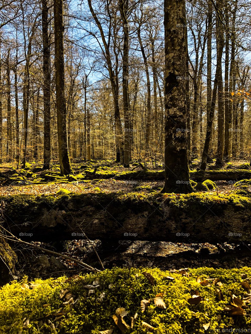Åsnen nature reserve 