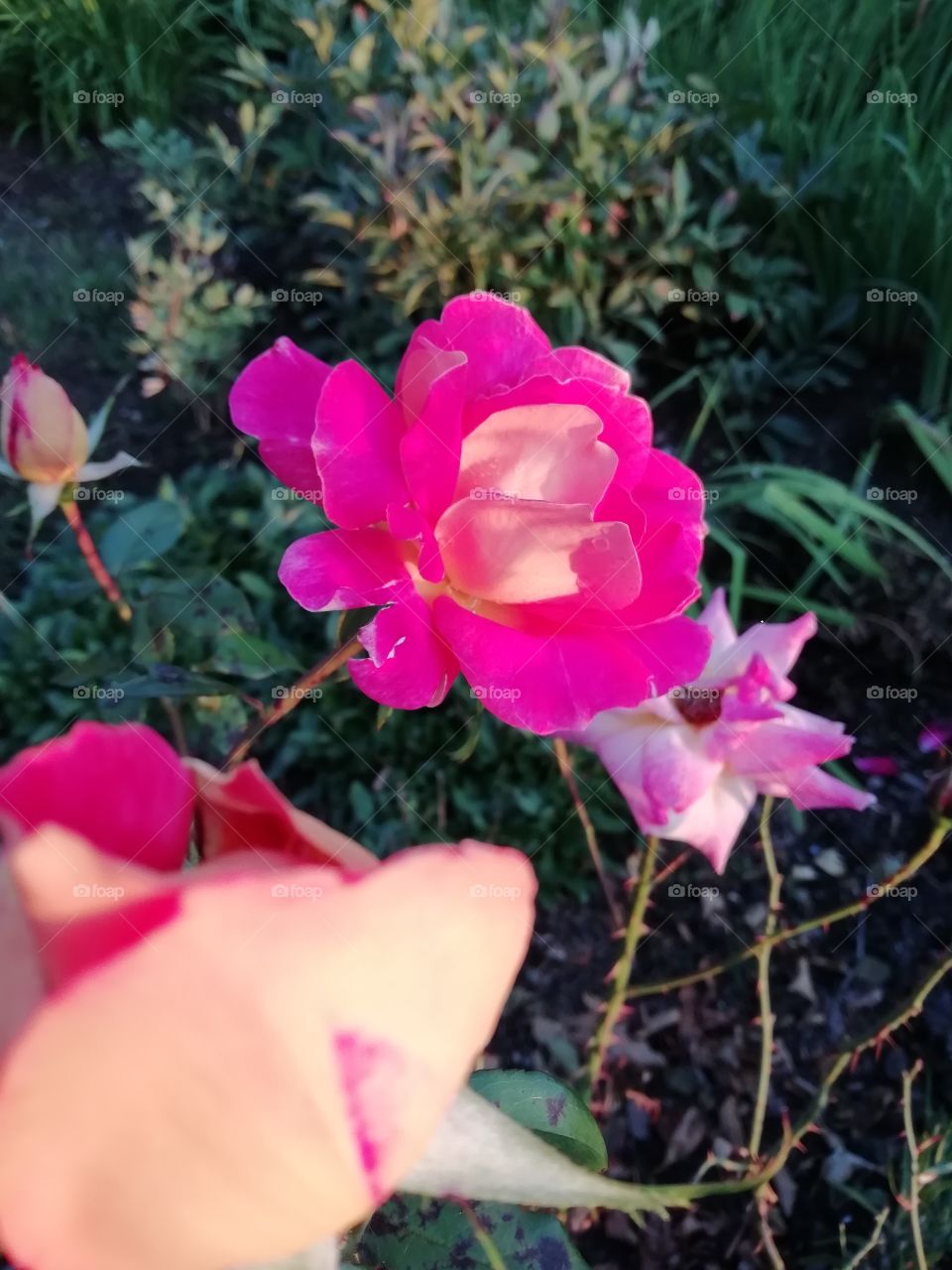 Roses in Sunlight