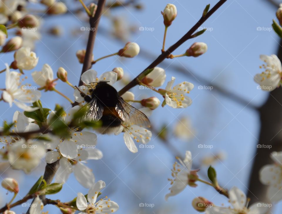 bumblebee close lookup