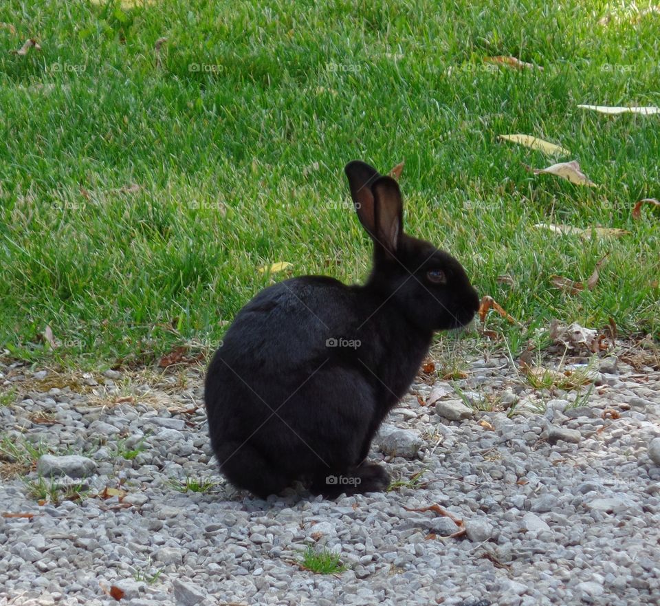 black bunny. rabbit