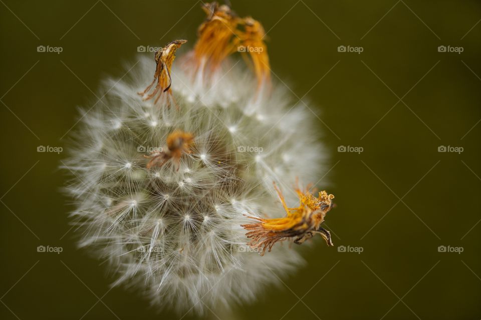 Close-up of dry dandelion