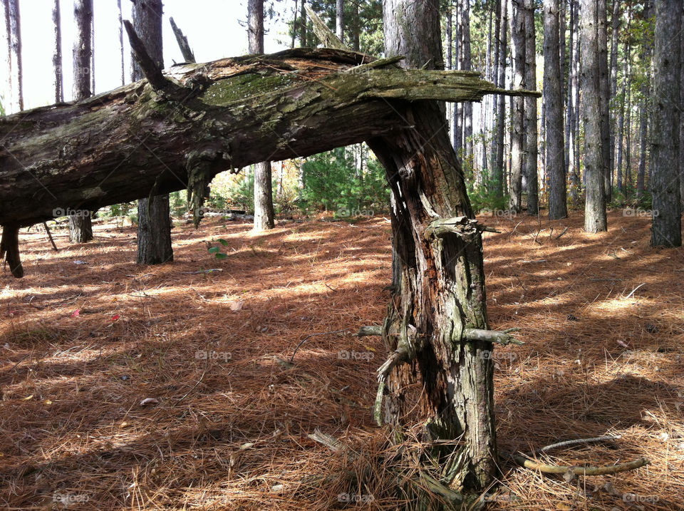 tree forrest woods autumn by peacephotos