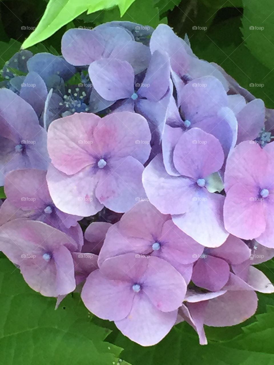 Hydrangea 