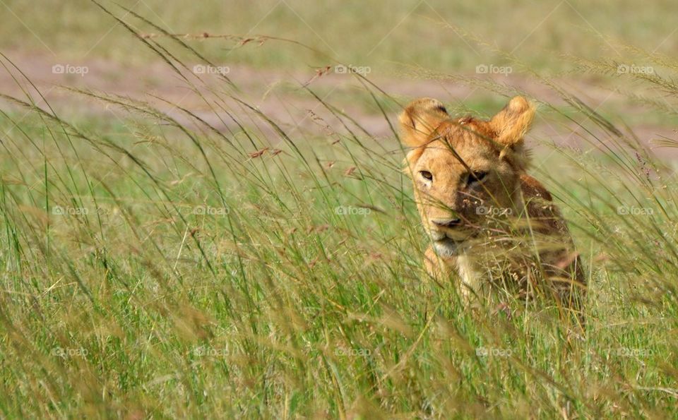 Lion Cub